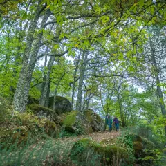 Dos personas caminan por un sendero en el bosque de los espejos, rodeados de árboles frondosos y rocas cubiertas de musgo.