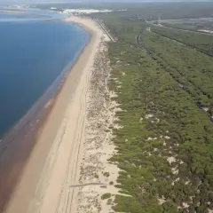 Vista aérea de la playa de los enebrales, con el mar azul a la izquierda y un denso bosque de pinos a la derecha.