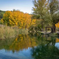 Un sereno río refleja un **bosque encantado de higueras** y álamos dorados. Juncos altos bordean la orilla, creando un paisaje otoñal idílico.