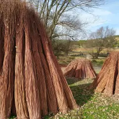 Grandes haces de mimbre apilados, listos para la **ruta del mimbre**. El paisaje otoñal con árboles desnudos y colinas al fondo crea un ambiente rústico.