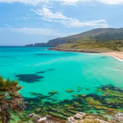 Aguas turquesas y arena dorada en una de las mejores playas de Mallorca. Palmeras y colinas verdes completan este paraíso.