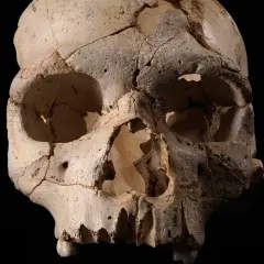 Cráneo fragmentado de la Sima de los Huesos, con marcas de catalogación.