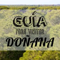 Guía para visitar Doñana por libre. Un paisaje de pinos y vegetación exuberante, ideal para explorar la naturaleza.