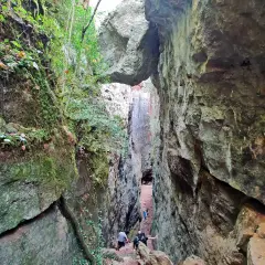 Un grupo de personas desciende por un estrecho barranco cubierto de musgo y vegetación, un camino natural entre las rocas que recuerda a los avencs de la Febró.