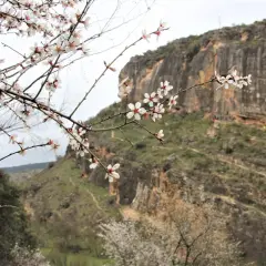Ramas de almendro en flor en primer plano, con las **carcavas de Patones** y senderistas al fondo.