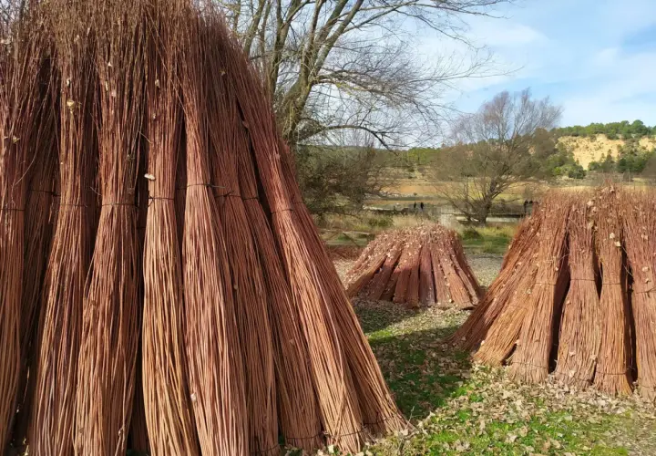 Grandes haces de mimbre apilados, listos para la **ruta del mimbre**. El paisaje otoñal con árboles desnudos y colinas al fondo crea un ambiente rústico.