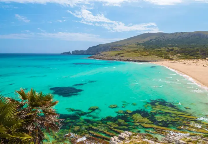 Aguas turquesas y arena dorada en una de las mejores playas de Mallorca. Palmeras y colinas verdes completan este paraíso.