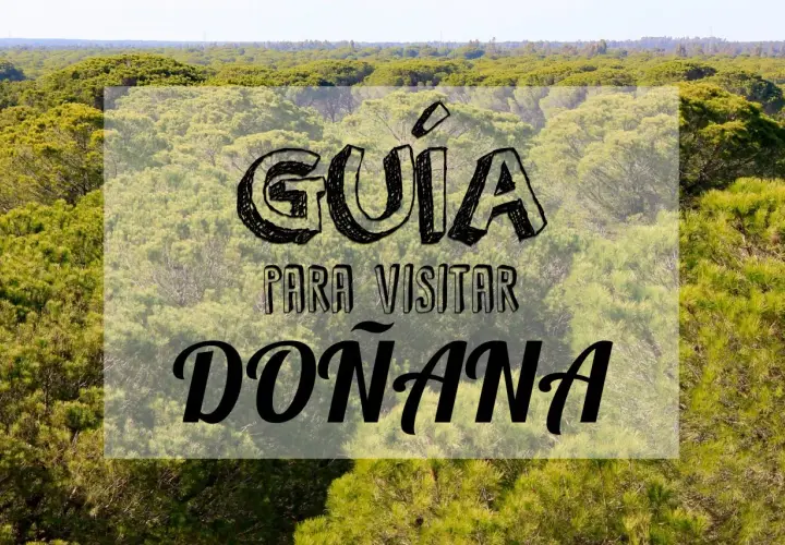 Guía para visitar Doñana por libre. Un paisaje de pinos y vegetación exuberante, ideal para explorar la naturaleza.