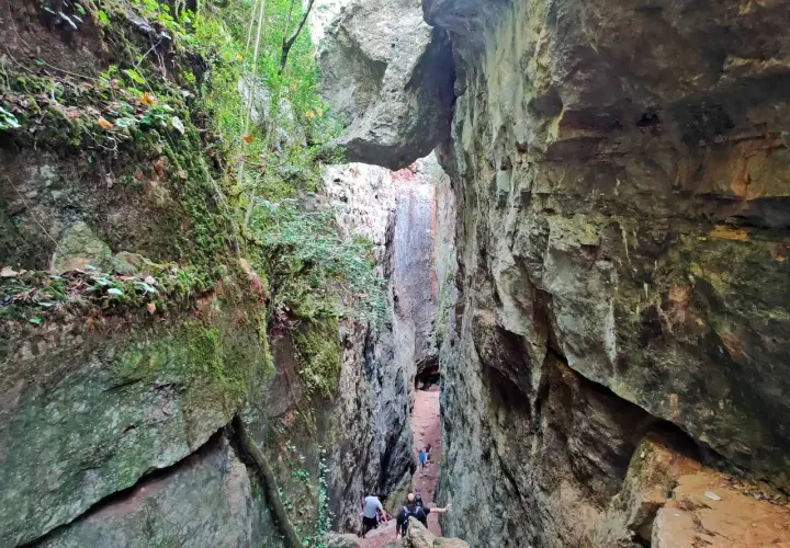 Un grupo de personas desciende por un estrecho barranco cubierto de musgo y vegetación, un camino natural entre las rocas que recuerda a los avencs de la Febró.
