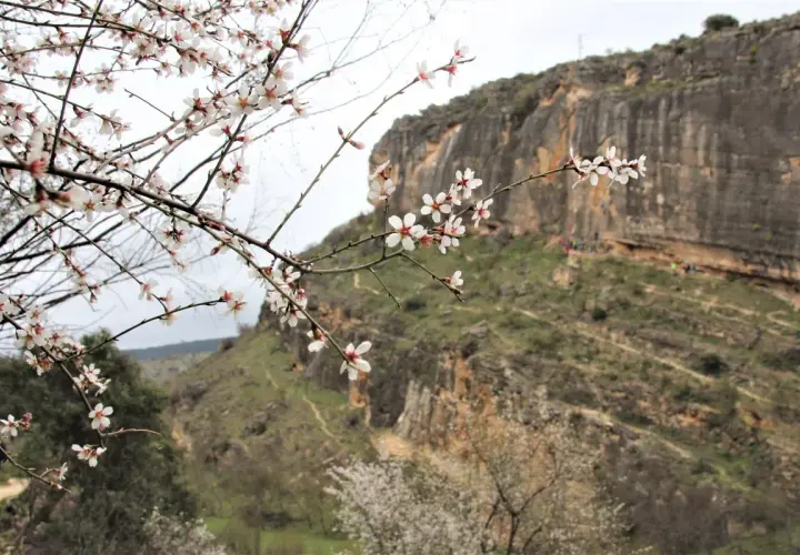 Ramas de almendro en flor en primer plano, con las **carcavas de Patones** y senderistas al fondo.