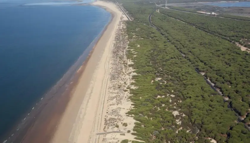 Vista aérea de la playa de los enebrales, con el mar azul a la izquierda y un denso bosque de pinos a la derecha.