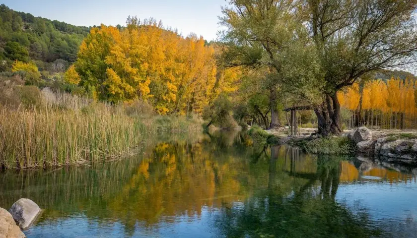 Un sereno río refleja un **bosque encantado de higueras** y álamos dorados. Juncos altos bordean la orilla, creando un paisaje otoñal idílico.
