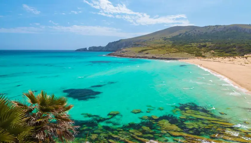 Aguas turquesas y arena dorada en una de las mejores playas de Mallorca. Palmeras y colinas verdes completan este paraíso.