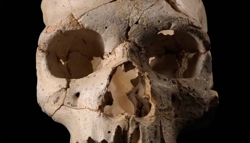 Cráneo fragmentado de la Sima de los Huesos, con marcas de catalogación.