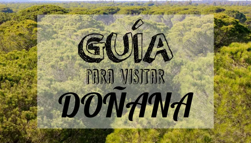 Guía para visitar Doñana por libre. Un paisaje de pinos y vegetación exuberante, ideal para explorar la naturaleza.