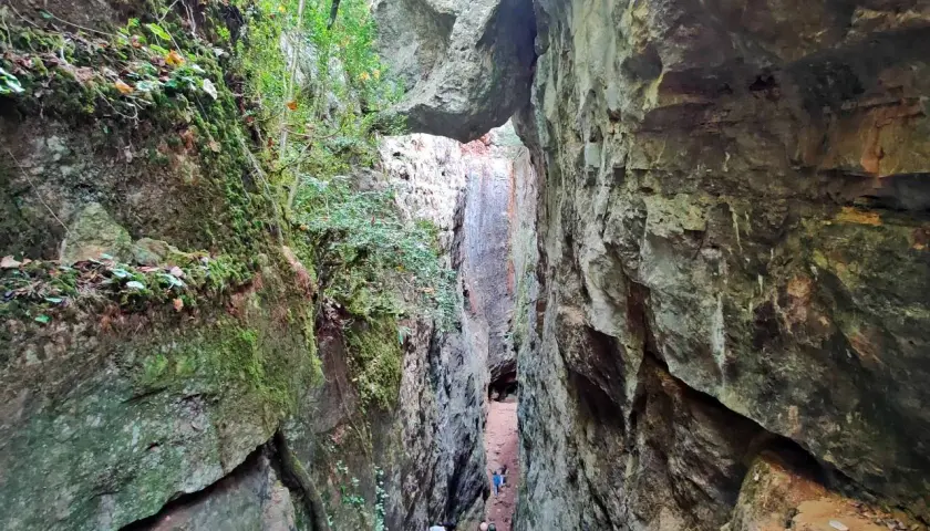 Un grupo de personas desciende por un estrecho barranco cubierto de musgo y vegetación, un camino natural entre las rocas que recuerda a los avencs de la Febró.