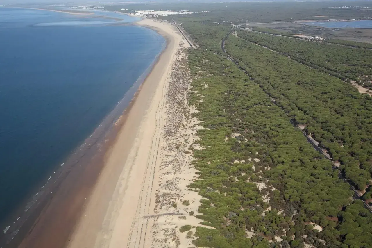 Vista aérea de la playa de los enebrales, con el mar azul a la izquierda y un denso bosque de pinos a la derecha.