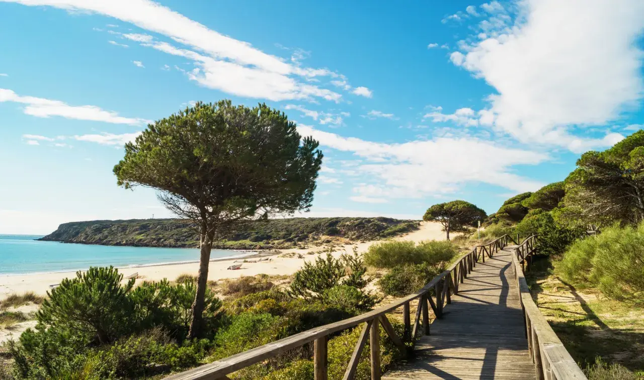 Un sendero de madera serpentea entre pinos y dunas hacia las playas de Cádiz, con el mar azul y el cielo nublado de fondo.