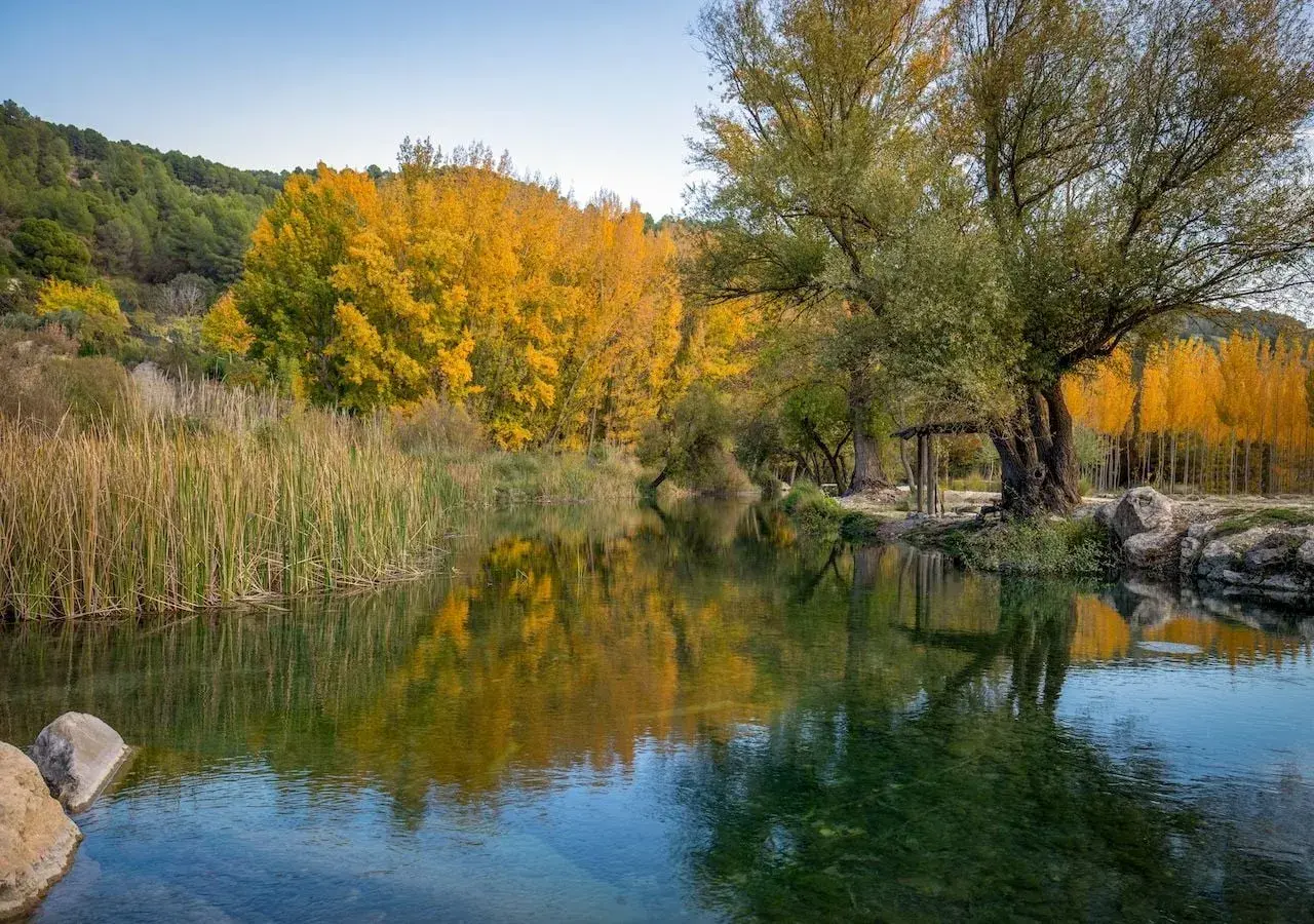 Un sereno río refleja un **bosque encantado de higueras** y álamos dorados. Juncos altos bordean la orilla, creando un paisaje otoñal idílico.