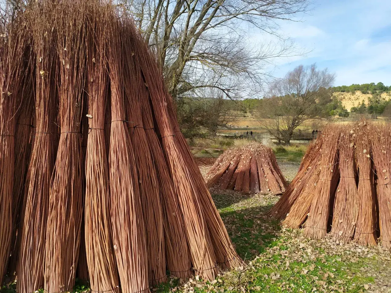 Grandes haces de mimbre apilados, listos para la **ruta del mimbre**. El paisaje otoñal con árboles desnudos y colinas al fondo crea un ambiente rústico.