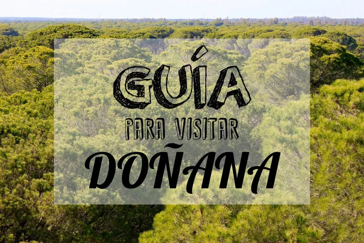Guía para visitar Doñana por libre. Un paisaje de pinos y vegetación exuberante, ideal para explorar la naturaleza.