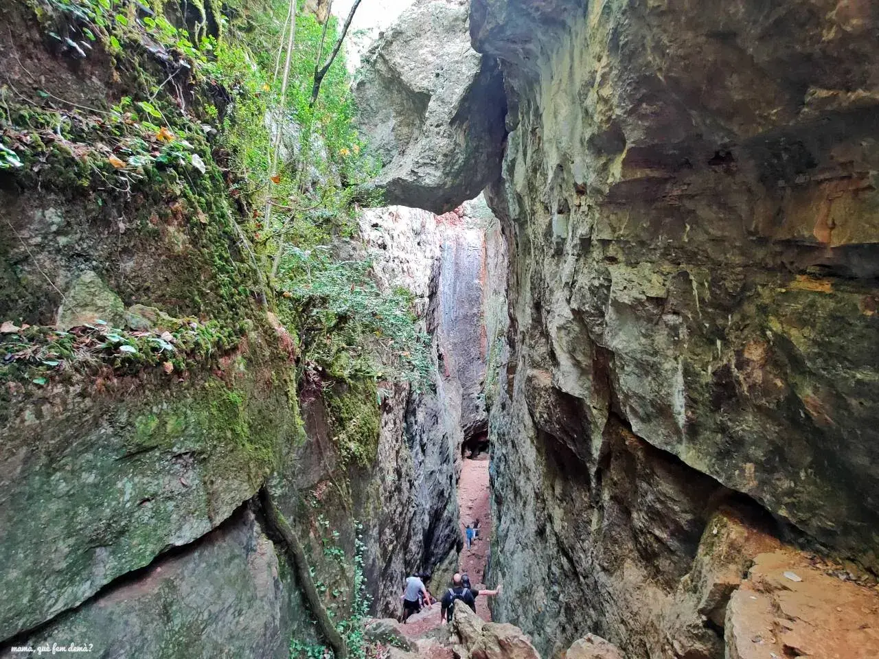 Un grupo de personas desciende por un estrecho barranco cubierto de musgo y vegetación, un camino natural entre las rocas que recuerda a los avencs de la Febró.