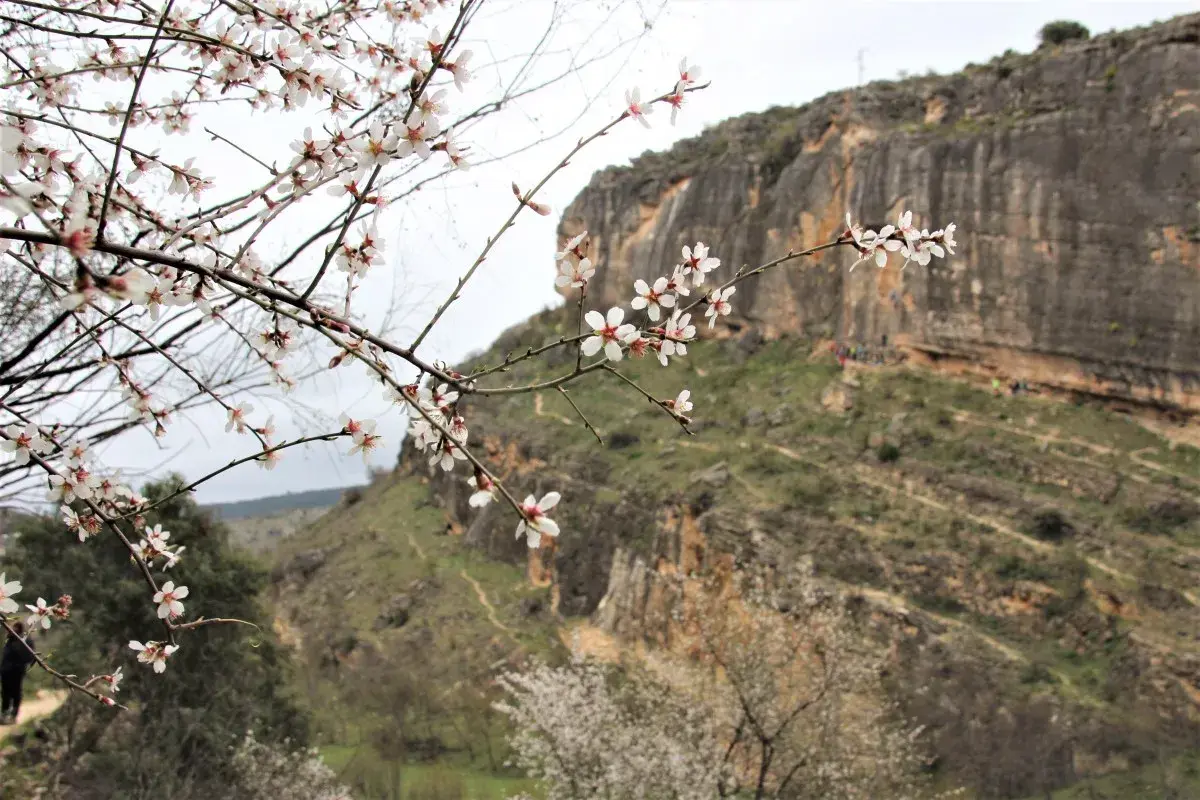 Ramas de almendro en flor en primer plano, con las **carcavas de Patones** y senderistas al fondo.