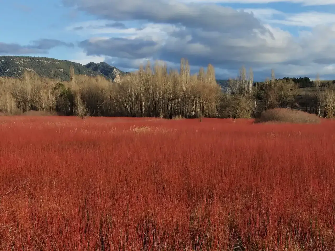 Un campo de mimbre rojo vibrante se extiende hasta un bosque de árboles desnudos y colinas bajo un cielo nublado. Un paisaje que invita a recorrer la ruta del mimbre.