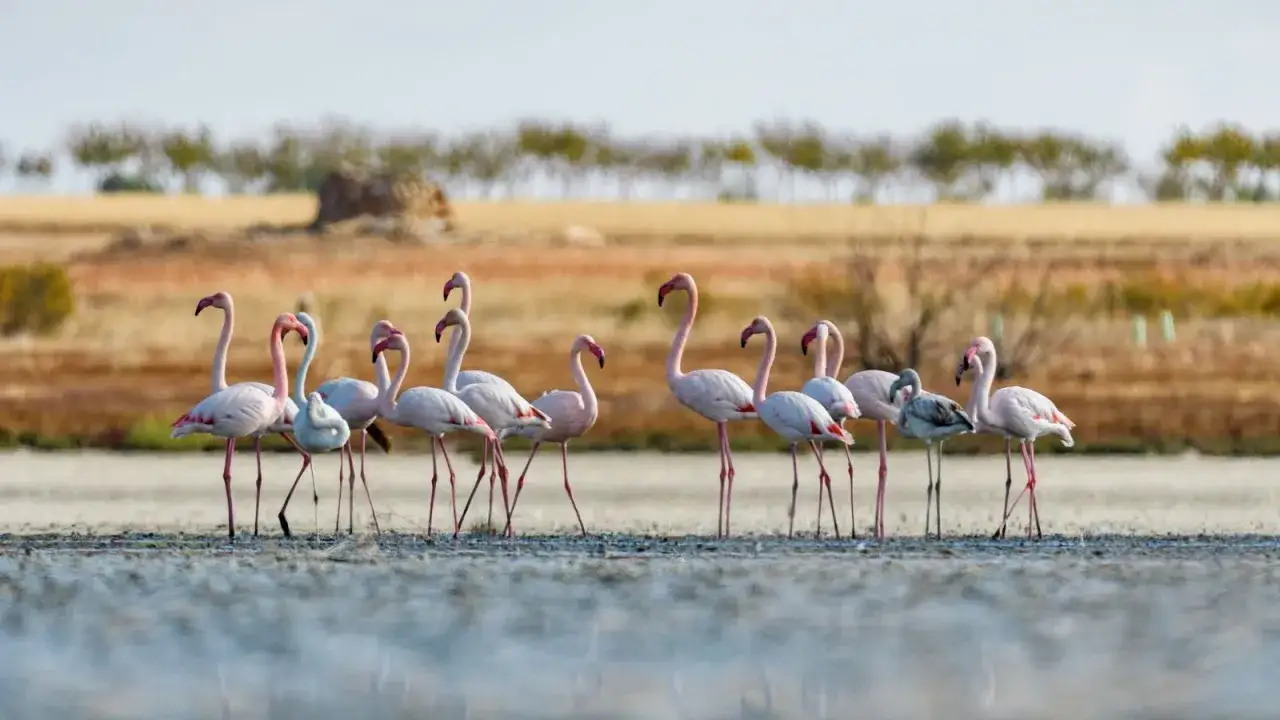 Flamencos rosados en Do&ntilde;ana, un espect&aacute;culo natural que se puede visitar do&ntilde;ana por libre.