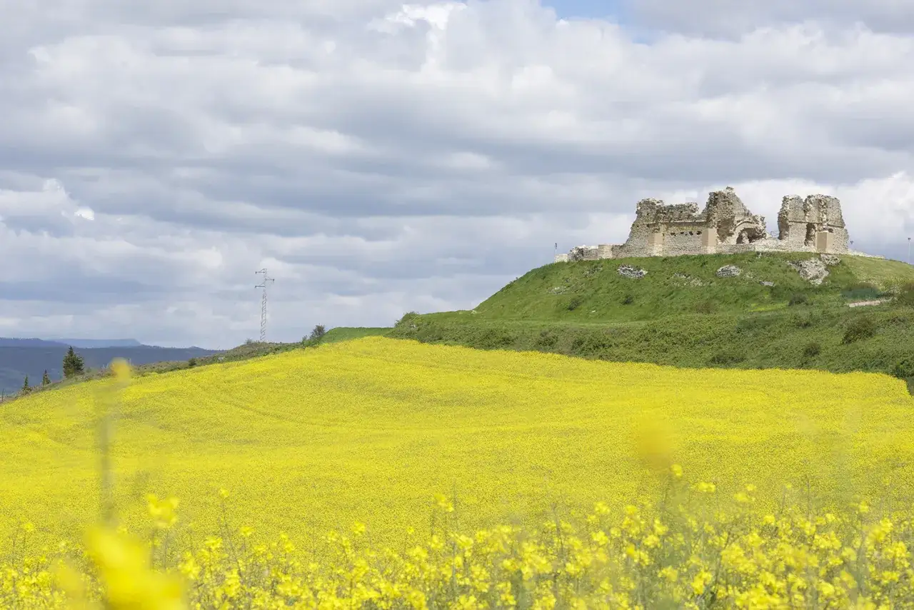 Ruinas del castillo de Tiebas coronan una colina verde, con un campo de flores amarillas en primer plano bajo un cielo nublado.