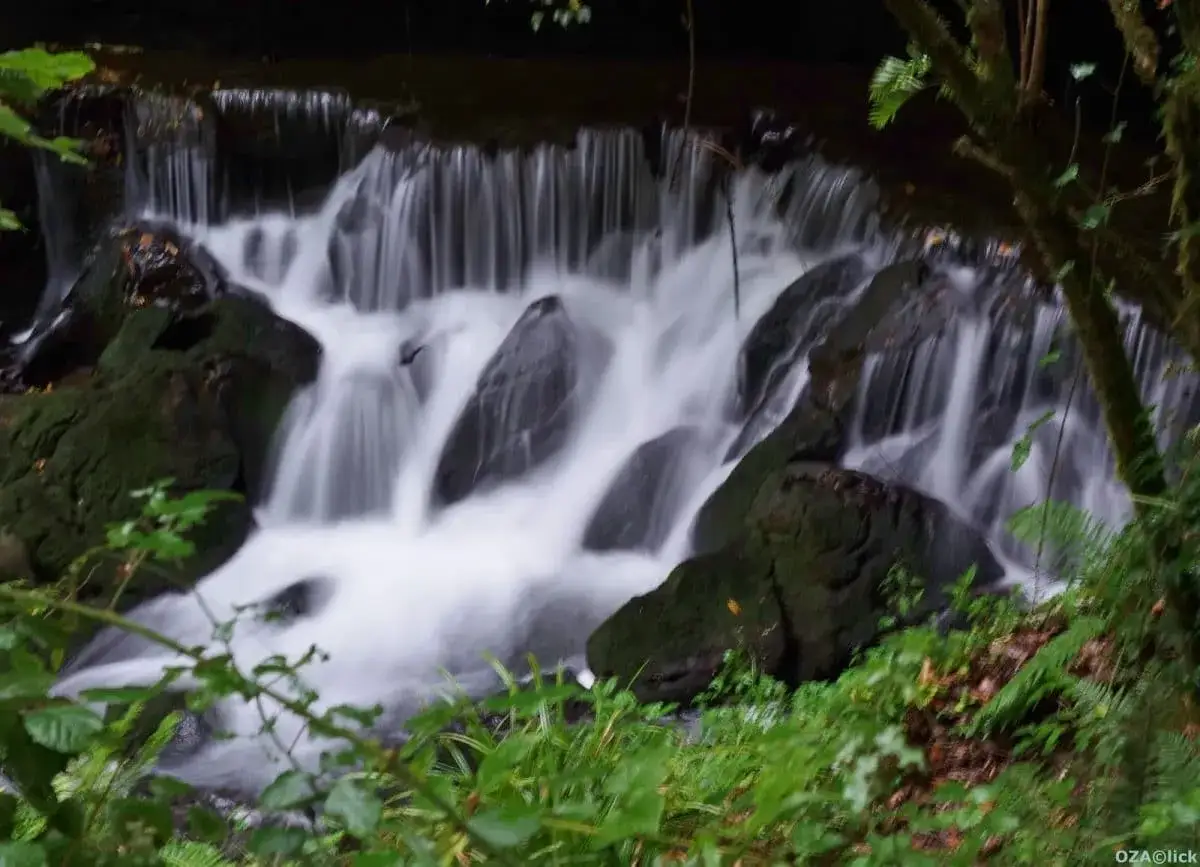Cascada de agua blanca cayendo sobre rocas cubiertas de musgo, como si fuera la fuente del francés en un bosque frondoso.