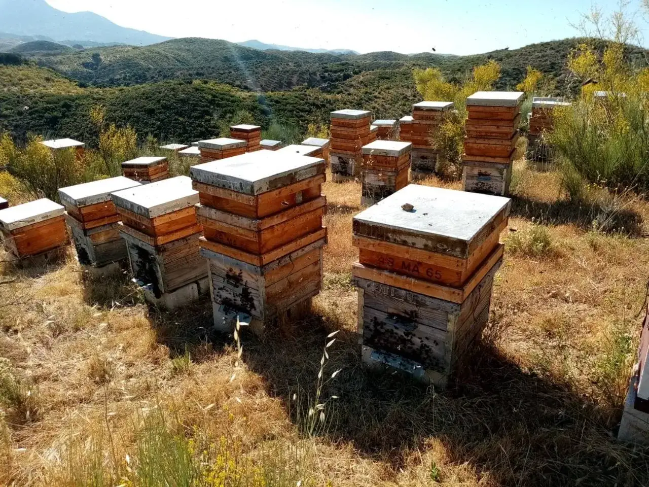 Colmenas apiladas en un paisaje montañoso, parte de una ruta de la miel. Abejas revolotean bajo el sol.