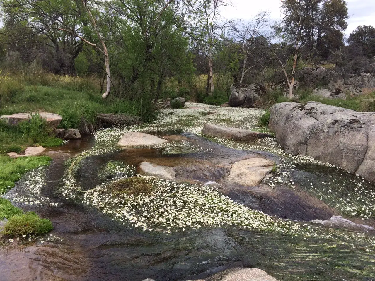 Un arroyo cubierto de flores blancas, parte de la ruta de los molinos de Navalagamella.