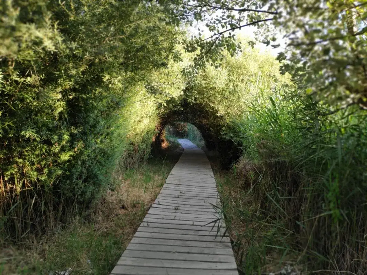 Sendero de madera cubierto por vegetación exuberante, como si fuera la ruta del mamut.