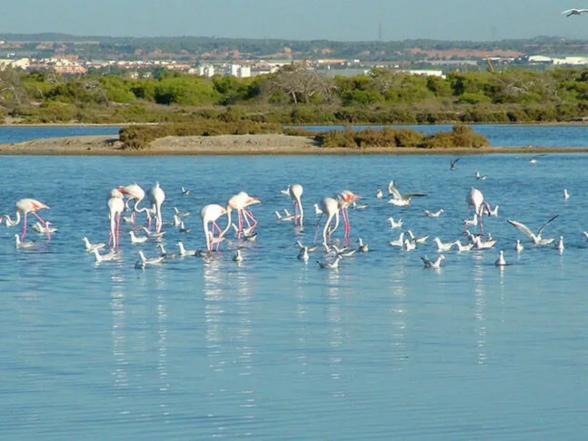 Flamencos rosados y otras aves acuáticas en las salinas de San Pedro, con vegetación y edificios al fondo.