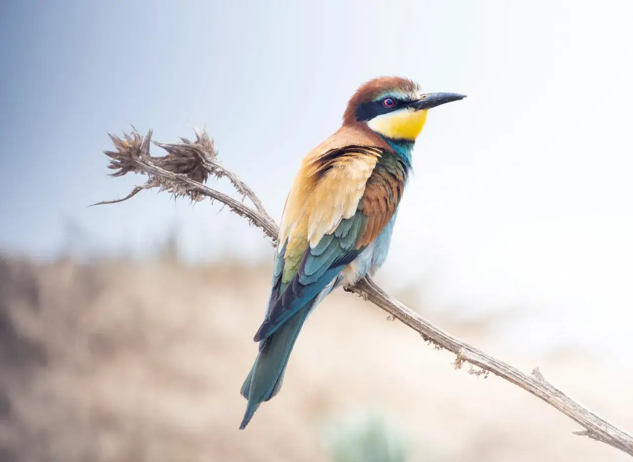 Un abejaruco, uno de los coloridos animales de España, posa en una rama seca.